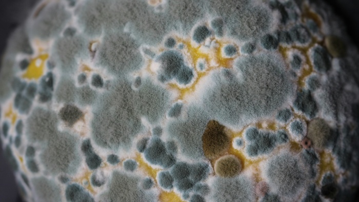 mold bacteria